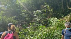 La ruta del Alba cortada con �rboles