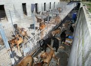 Dos rianxeiras ten�an en su casa cien perros