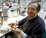 Guerra, en el laboratorio del Instituto de Investigaci�ns Mari�as.