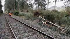 eucalipto.El eucalipt� que arrastr� m�s de cien metros una locomotora en A Barcala, Cambre, el pasado 11 de febrero