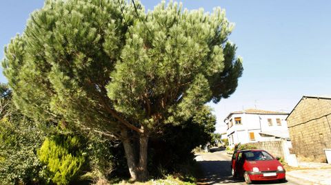 Un árbol en la localidad de Esmoriz, en Chantada