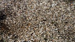 Especies como o berberecho sofren unha mortaldade alarmante.