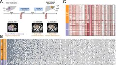 Ilustraci�n del art�culo publicado por los investigadores del Cinbio