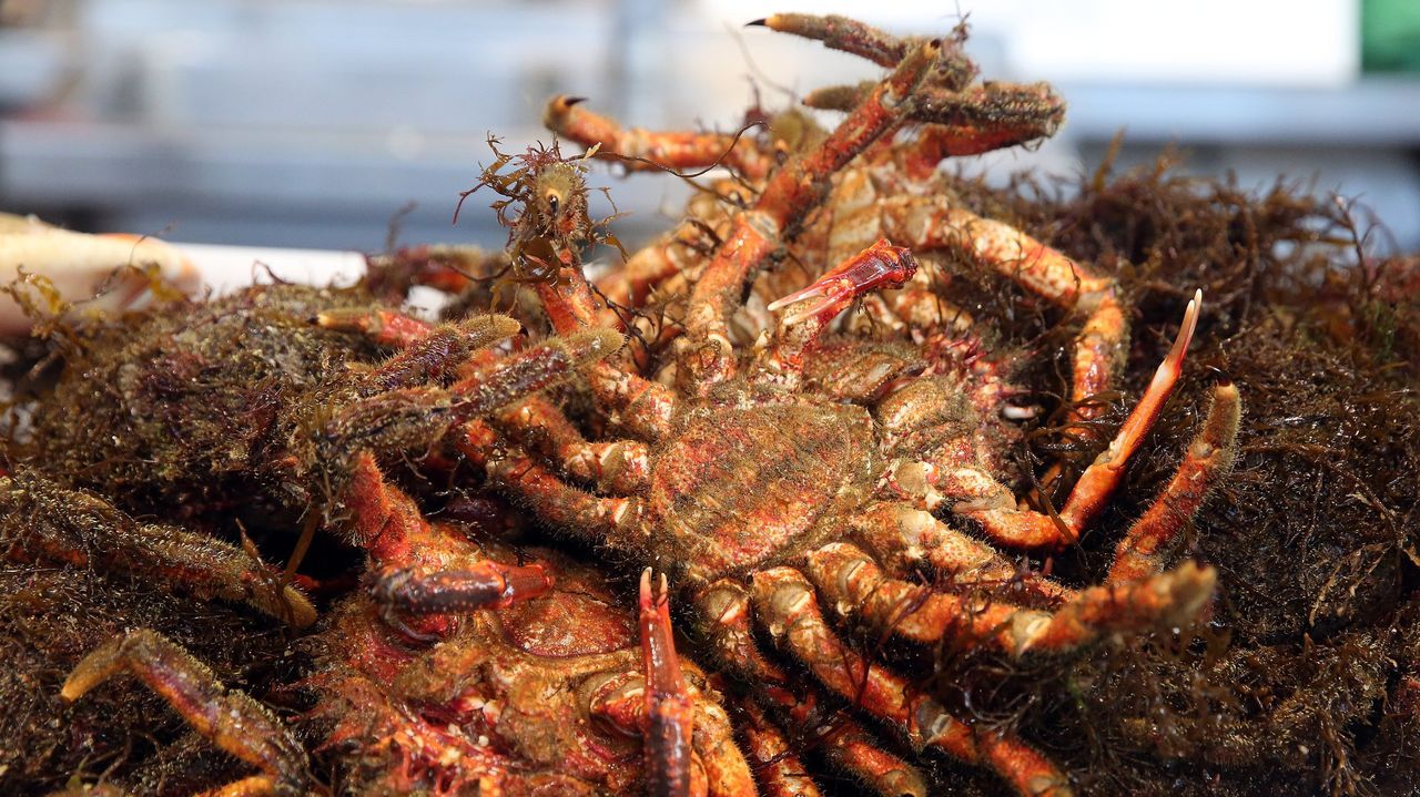 Los mariscos que llenarán de alegría las lonjas de Arousa en la recta final del año