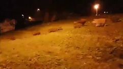 Manada de jabal�es en el Campus Vida