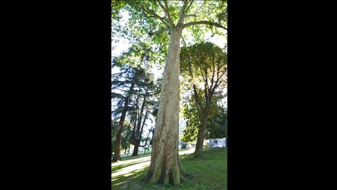 Este pltano de sombra es la cima del Campo San Francisco de Oviedo: tiene unos 40 metros de altura