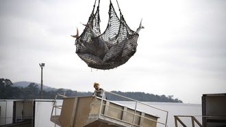 Descarga de t�nidos congelados en el puerto de A Pobra, a mediados de julio del 2019.