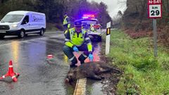 El jabal protagoniza la mayor parte de los incidentes con animales en las carreteras ourensanas