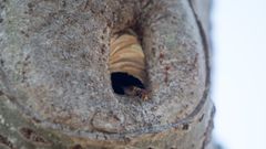 Nido de velutinas en el interior de un �rbol en el paseo del R�o Mi�o en Lugo
