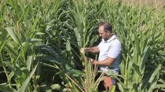 El naronés José Antonio muíño en una plantación que aguanta <span lang= gl >«bastante ben»</span> pese a la meteorología adversa, en O Val