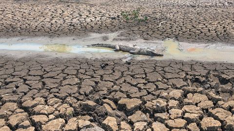 Zona quemada en el Pantanal, donde vive el jaguar