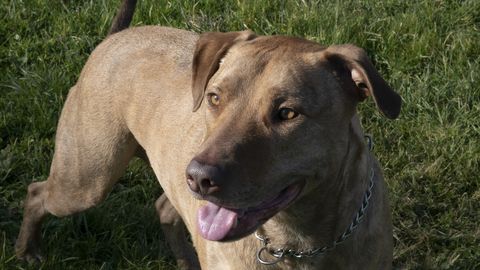 Tuco, el primer perro considerado �ser sintiente�