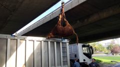 El becerro que caus� el caos en A Coru�a