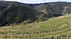 Los protectores de los injertos en las nuevas plantaciones entran en las ayudas