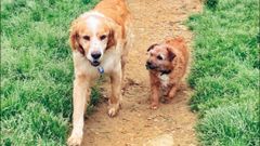 Dos perros refugiados en el albergue de M�s que Chuchos en una imagen de archivo.