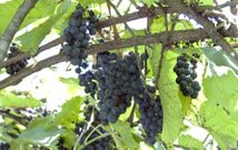 O Saln�s es la subzona de R�as Baixas donde se cultiva m�s uva de la variedad Ca��o Tinto. 