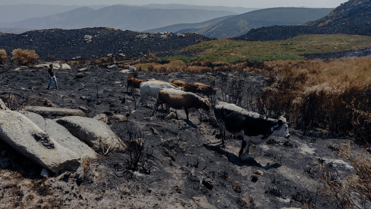 Buscan cabras para reponer la cabaña del ganadero de Chandrexa de Queixa que las perdió todas