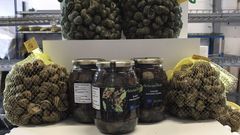 Caracoles.Campa�a caracoles de Asturian Helix