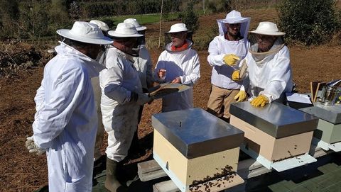 Imagen de un actividad ap�cola de Fonteboa