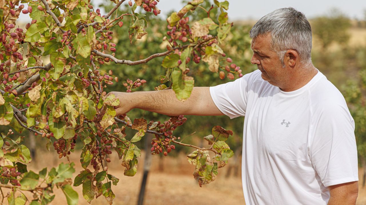 España se suma a la fiebre por el pistacho: líder en Europa, quinto a nivel mundial