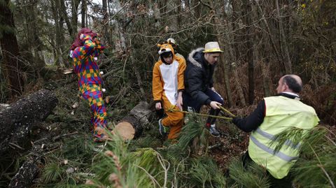 El proceso de elaboracin del meco en As Teixugueiras empieza cortando un pino cedido por un vecino