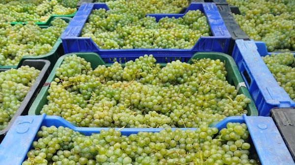 Uvas de godello recogidas el pasado s�bado en Vilach� de Salvadur