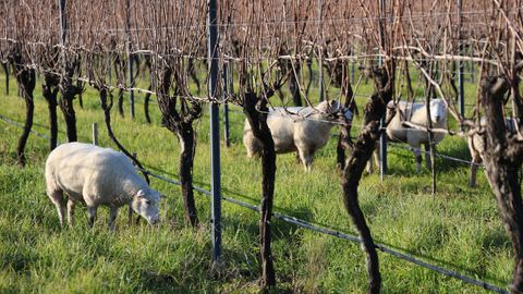 Ovejas pastando entre las vides de la bodega Grambaz&aacute;n