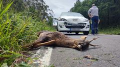 El �ltimo accidente en el que se vio implicado un corzo tuvo lugar este jueves a la entrada de Insua