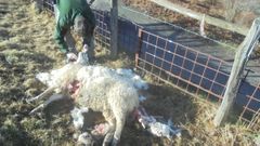 Oveja atacada por un lobo en Laviana