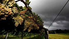 Como en general las vi�as est�n bien resguardadas, el viento no tir� muchos racimos.