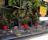 Los animales se regalaban en una t�mbola de O Corgo. 