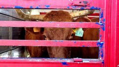 Imagen de archivo de una ternera dentro de un cami�n de transporte de ganado