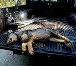 <span lang= es-es >Cachorro ib�rico abatido</span>. Axena y Pacma difundieron esta foto para demostrar que un cachorro de ib�rico fue tiroteado.