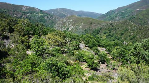 Un bosque de alcornoques cerca de la aldea de Barxas