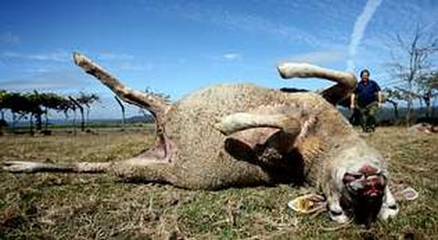 La valoraci�n oficial de una oveja de menos de seis a�os tras el ataque de lobo supera algo los cien euros