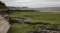 Praia Madorra.La Praia da Madorra amanec�a este martes cubierta de algas verdes.