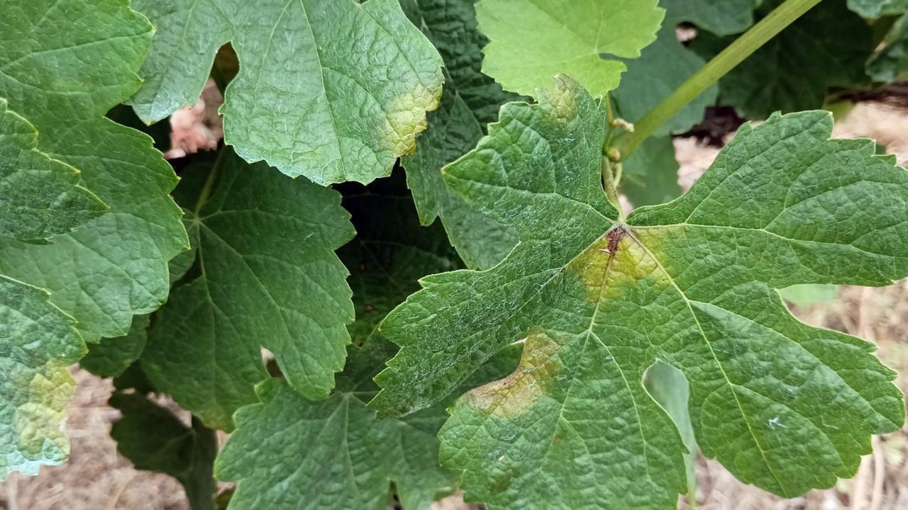 Llega el mildiu: es ilegal e ineficaz aplicar los tratamientos con viento
