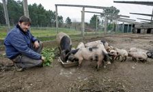Ejemplares de �porco celta� en Portonovo con su criador, Antonio Berm�dez. 