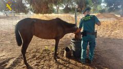 Un agente de la Guardia Civil da de beber a uno de los equinos