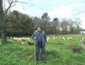 Balbino, en una de sus fincas de Friol pastoreando con su reba�o de ovejas y alguna cabra. 