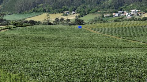 Las plantaciones de arndanos abundan en distintas zonas de Galicia (en la imagen, terrenos de Ferrolterra)