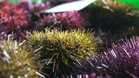 Captura del oricio en Asturias