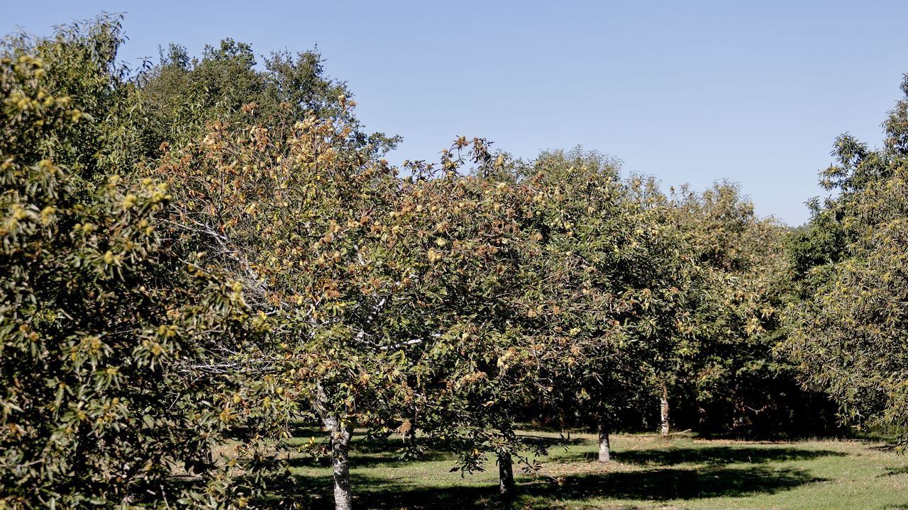 Nueva etapa para la castaña en Galicia: «Cambiaron as regras de xogo»