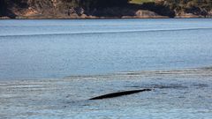 Roto en plena d�rsena, el emisario del alcantarillado de Celeiro vierte desde hace a�os aguas residuales sin depurar a la r�a 