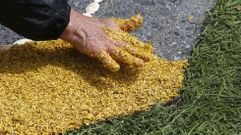 La elaboraci�n de las alfombras de Corpus es un proceso artesanal con meses de preparativos