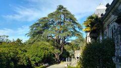 Cedro del L�bano existente en el Pazo de Louriz�n, recogido en el Cat�logo de �rbores Senlleiras