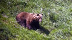 Un oso pardo cant�brico.Un oso pardo cant�brico