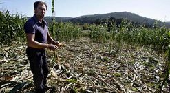 Antonio Bell�n denunciar� ante Medio Rural las p�rdidas en ocho ferrados de su finca.
