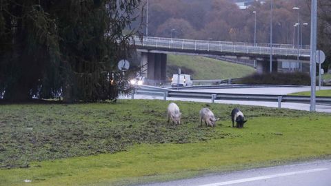 Los tres cerdos se pasean por las inmediaciones de la N-6