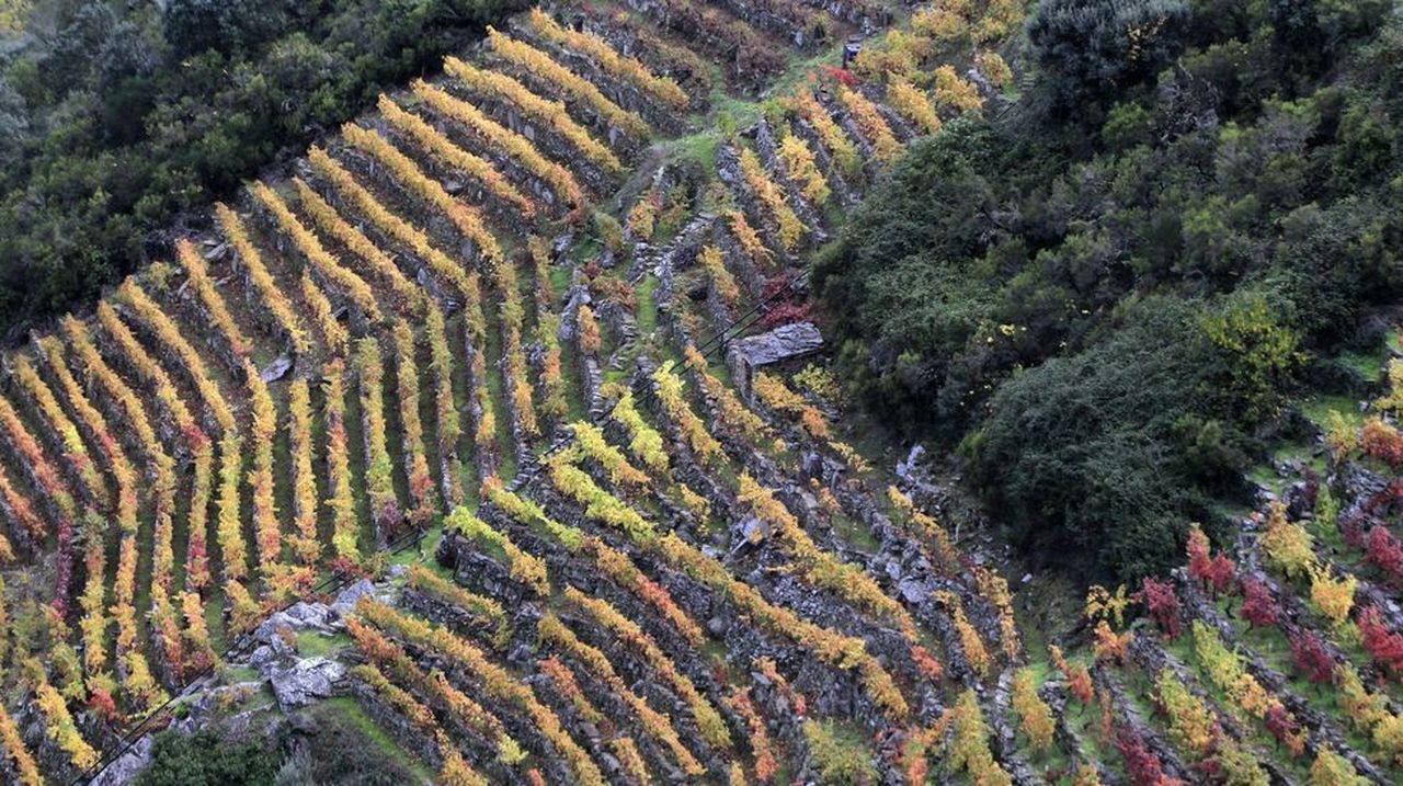Las ayudas al paisaje del viñedo se consolidan en la Ribeira Sacra